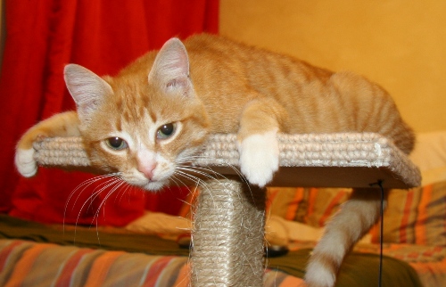 Ging is always ready to pounce.